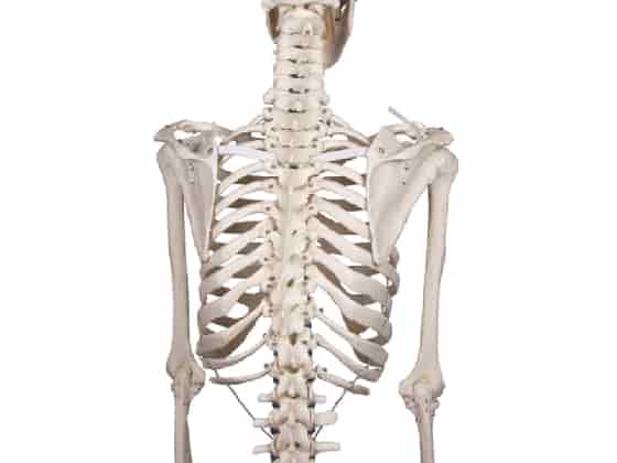 Skeleton "Willi"